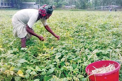 সাতকানিয়ার একটি ফেলন খেত থেকে ফসল সংগ্রহ করছেন একজন চাষি। ছবিটি ১৬ এপ্রিল উপজেলার রসুলাবাদ গ্রাম থেকে তোলা l প্রথম আলো
