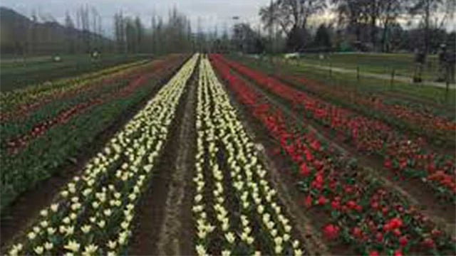 টিউলিপ ফুলের বাগানের জন্য বিখ্যাত কাশ্মীর। ছবি: সংগৃহীত