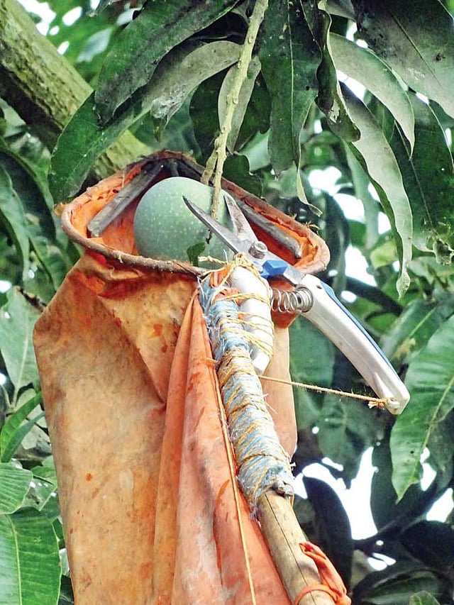 ঠুসির মাথায় থাকে একটি কাটার যন্ত্র