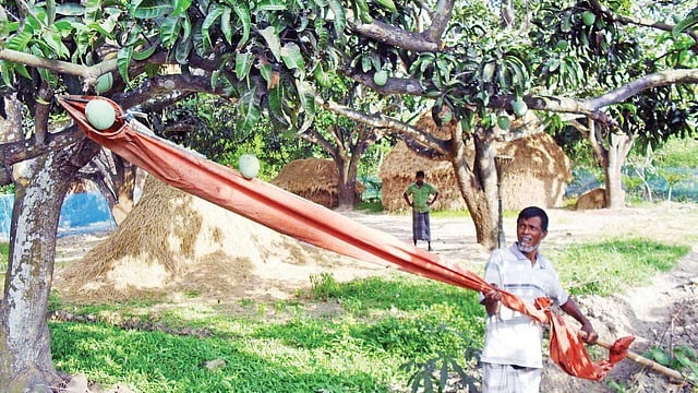 নিজের উদ্ভাবিত আম পাড়ার আধুনিক ঠুসি দিয়ে আম পাড়ছেন নওগঁার মান্দা উপজেলার হযরত আলী। ছবি: প্রথম আলো