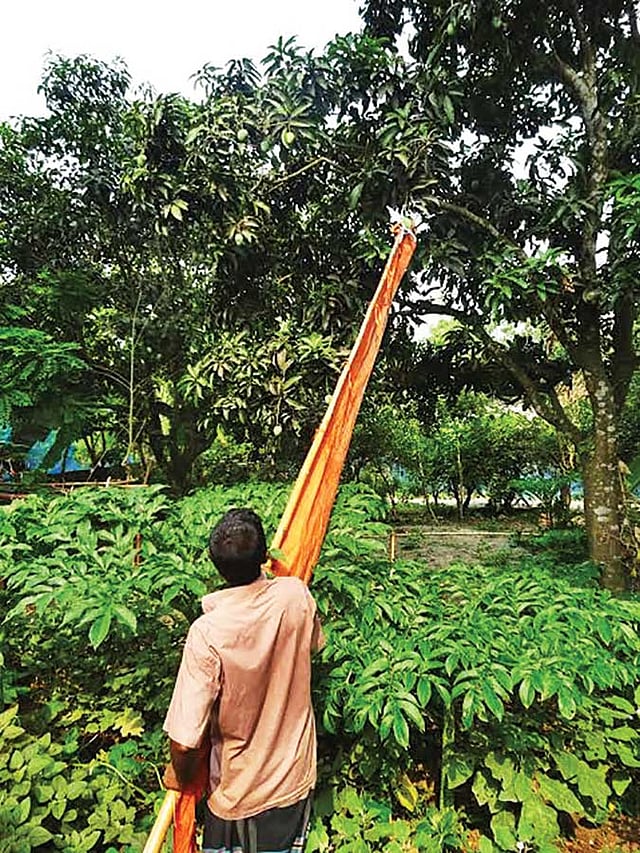 আম পাড়া এত সোজা!