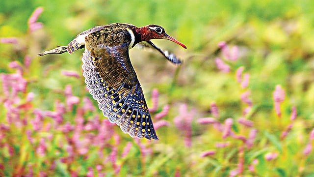 বৈরাগী চ্যাগা l ছবি: মো. মারুফ রানা