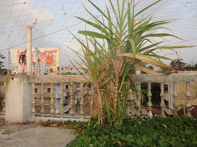 ছবি : এ কে এম ফয়সাল