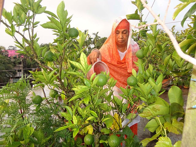 ছবি : এ কে এম ফয়সাল