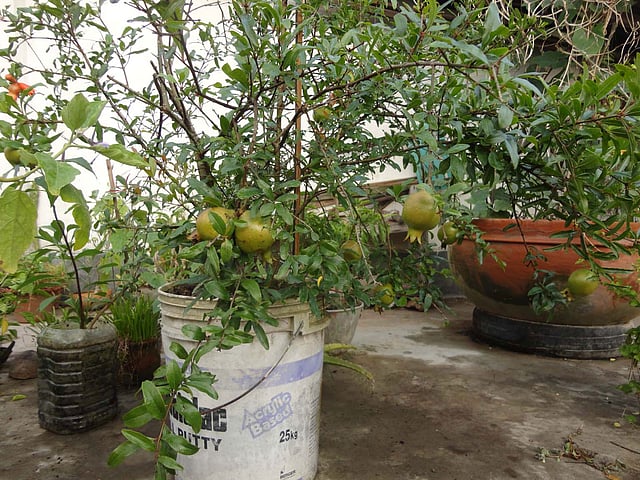 ছবি : এ কে এম ফয়সাল