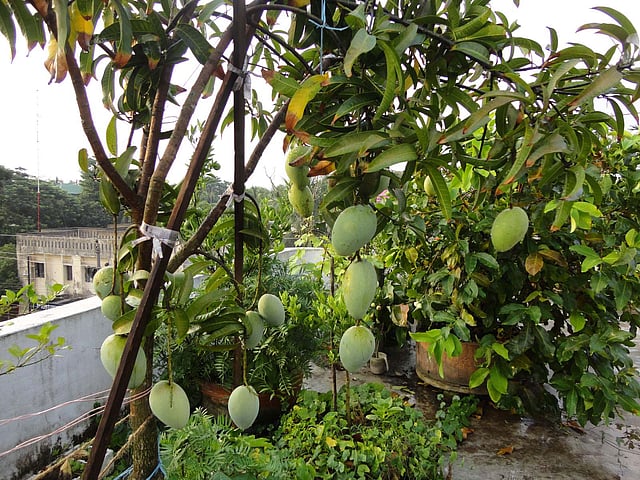 ছবি : এ কে এম ফয়সাল
