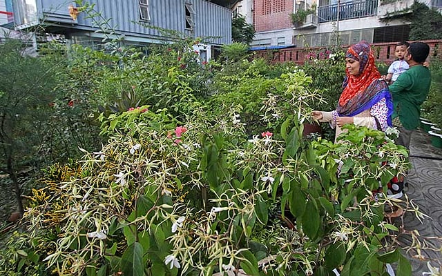 রাজধানীতে বেশির ভাগ বাড়ির সামনে উঠোন না থাকায় সবুজের ছোঁয়া পেতে বারান্দা, ছাদ ও ঘরের কোণে টবে গাছ লাগান অনেকেই তাই বছর জুড়েই নার্সারিগুলোতে থাকে বৃক্ষপ্রেমীদের আনাগোনা। বর্ষায় সেটা আরও বাড়ে। ছবিটি আজ বিকেলে গুলশানের একটি নার্সারি থেকে তোলা: সাবিনা ইয়াসমিন৷