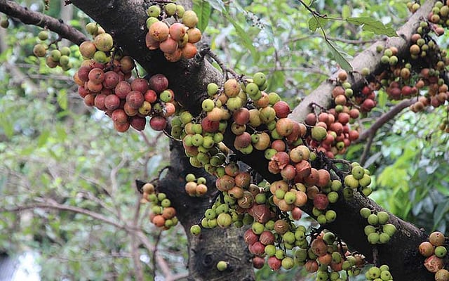 অযত্ন আর অবহেলায় বেড়ে ওঠা একটি ফলের নাম ডুমুর। ঝোপঝাড়ে দেখা মেলে ডুমুরের গাছের। ছবিটি সিলেট নগরের কাজীরবাজার এলাকা থেকে বৃহস্পতিবার তোলা। ছবি: আনিস মাহমুদ