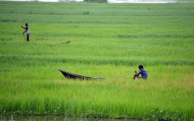 বর্ষায় বাড়ছে বিলের পানি। এই পানিতে নৌকা নিয়ে মাছ শিকার করেছেন অনেকে। ছবিটি বুধবার বিকেলে পাবনার চাটমোহর উপজেলার বোয়াইলমারী বিল এলাকা থেকে তোলা। ছবি: হাসান মাহমুদ