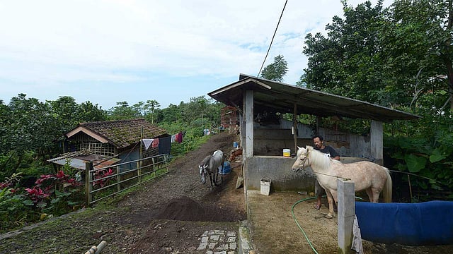 বই নেওয়ার জন্য লুনা নামের ঘোড়াটিকে সাজাচ্ছেন সুরুরি। ছবি: এএফপি