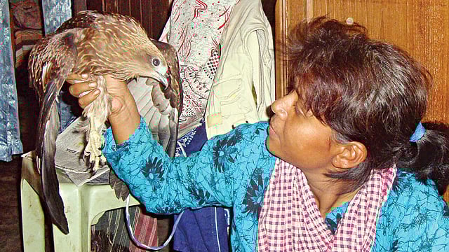 একটি আহত ভুবনচিলকে সেবা দিচ্ছেন তানিয়া খান l ছবি: সংগৃহীত