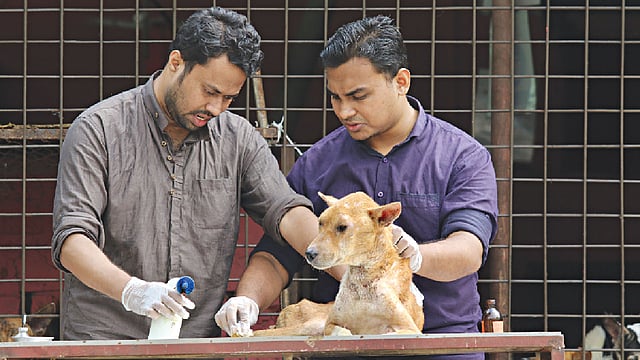 রাস্তার অসহায় প্রাণীদের এভাবেই চিকিৎসা দিয়ে সুস্থ করে তোলার কাজ করেন সৌরভ শামিম ও মুহাম্মাদ জাহিদ হোসেন। ছবি: সাবিনা ইয়াসমীন