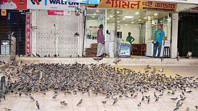 রোজ শত শত শালিককে খাওয়ানোর এই দৃশ্য দেখা যায় পাবনা শহরে। ছবি: হাসান মাহমুদ