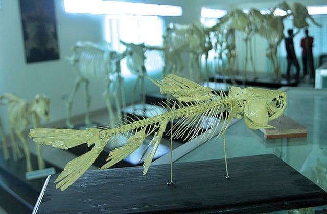 চট্টগ্রাম ভেটেরিনারি ও অ্যানিমেল সায়েন্সেস বিশ্ববিদ্যালয়ের অ্যানাটমি জাদুঘরে অন্য প্রাণীর সঙ্গে রয়েছে রুই মাছের কঙ্কাল l ছবি: প্রথম আলো