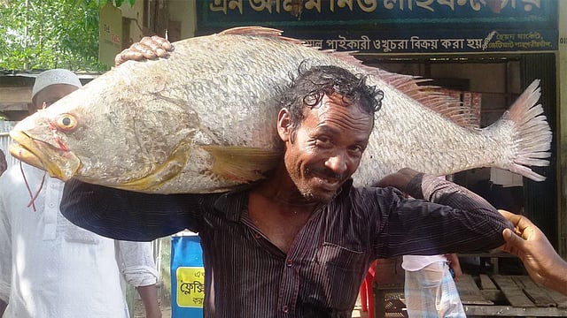 ১২৫ কেজি ওজনের পোয়া মাছ। জেলে রশিদ আহমদ শাহপরীর দ্বীপ জেটিঘাট থেকে মাছটি ফিসারিজঘাটে নিয়ে যাচ্ছেন। ছবি: গিয়াস উদ্দিন