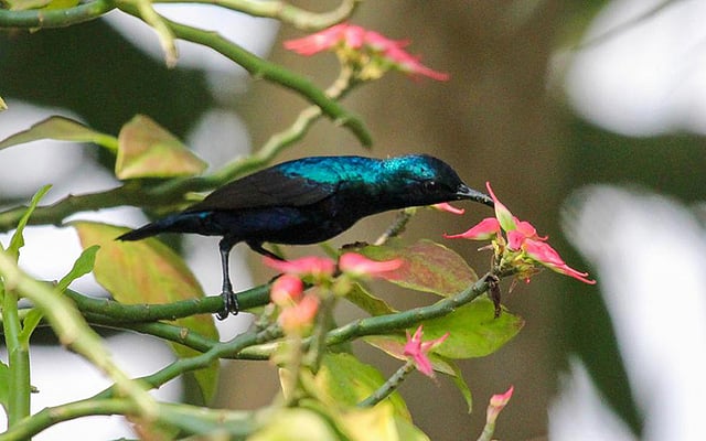 বসন্তের ফুল ও পাখি। ছবি: প্রথম আলো