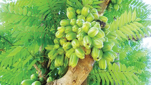 গাছে ঝুলছে বিলিম্বি। সম্প্রতি রাজধানীর ফার্মগেটের িবএআরসি চত্বর থেকে ছবিটি তুলেছেন লেখক