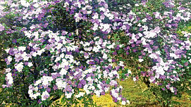 ব্রানফেলসিয়া বা বিচিত্রা ফুল l ছবি: লেখক