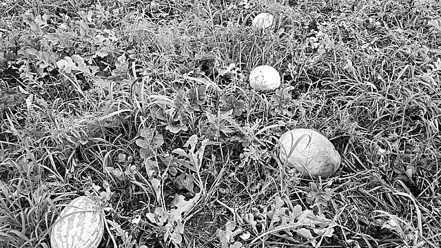 বৃষ্টিতে গোপালগঞ্জের কোটালীপাড়া উপজেলায় খেতে পানি জমে পচে গেছে অনেক তরমুজ। তরমুজগাছও মরে যাচ্ছে। ছবিটি গত শনিবার হিজলবাড়ী এলাকা থেকে তোলা l প্রথম আলো