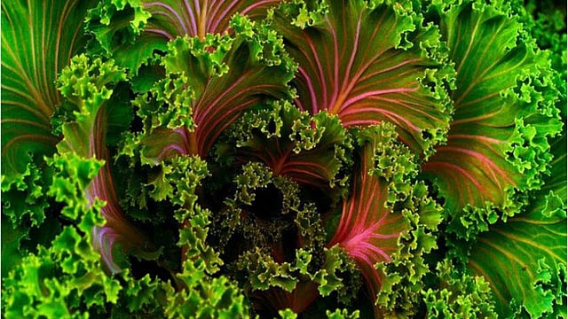 সবুজ শাকসবজি খেলে শরীর সুস্থ থাকে।