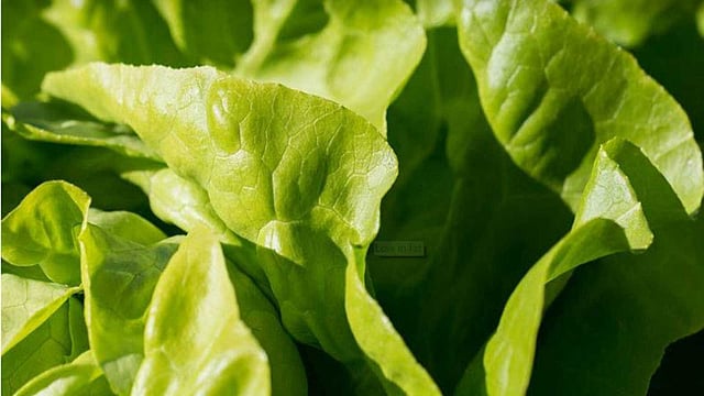 সবুজ শাকসবজি খেলে শরীর সুস্থ থাকে।