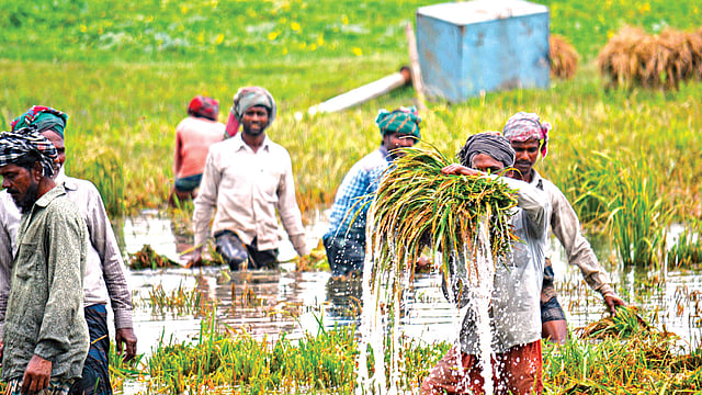 বানের পানিতে তলিয়ে যাওয়া বোরো ধান পরিপুষ্ট হওয়ার আগেই কেটে নিতে বাধ্য হচ্ছেন কৃষকেরা। ছবিটি গতকাল রোববার দুপুরে পাবনার সুজানগর উপজেলার গাজনার বিল এলাকা থেকে তোলা l সরোয়ার মোর্শেদ