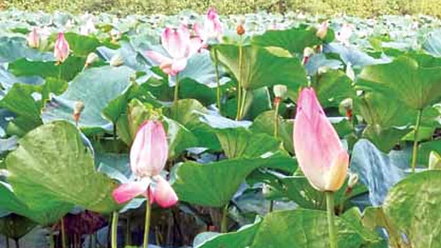 ফরিদপুর শহরের সিভিল সার্জনের বাসভবনের পুকুরজুড়ে এখন পদ্মফুলের সমারোহ l প্রথম আলো