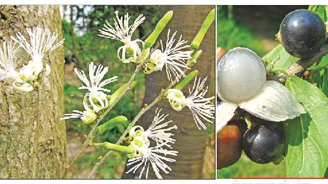 অাঁকুরা ফুলের ছবি (বাঁয়ে) গাজীপুরের ভাওয়াল জঙ্গল থেকে এবং ফলের ছবি চাঁপাইনবাবগঞ্জ থেকে তুলেছেন লেখক
