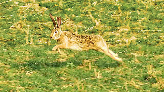 চাঁপাইনবাবগঞ্জের বাবুডাইংয়ে লাফারু l ছবি: মো. মারুফ রানা