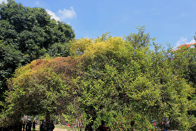 স্বর্ণলতা। ছবি: মুসলিমা জাহান