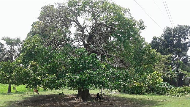 রামখণ্ড গ্রামের ‘শতবর্ষী হিজল’। ছবিটি সম্প্রতি তোলা। ছবি: প্রথম আলো