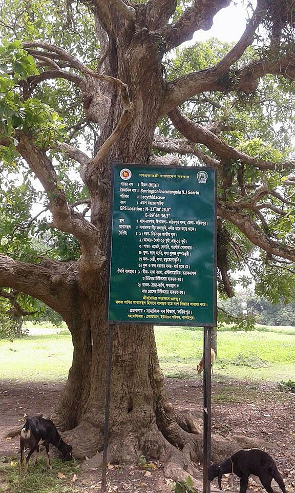 হিজলগাছটির সামনে বন বিভাগের সাইনবোর্ড। ছবি: প্রথম আলো