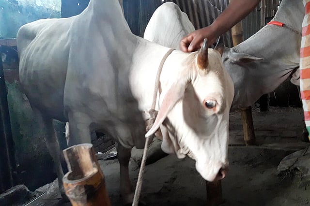 মাত্র চার মাস আগে ফরিদপুর জেলার একটি হাট থেকে কিনেছিলেন সাদা গরুটি। মীরকাদিমে নিজের গোয়ালঘরে পালনের পর এবারের কোরবানির ঈদে এই গরু বিক্রি করবেন আনোয়ার হোসেন। তাঁর আশা গরুটি বিক্রি করে এক লাখ টাকা পাবেন। ছবি : কমল জোহা খান