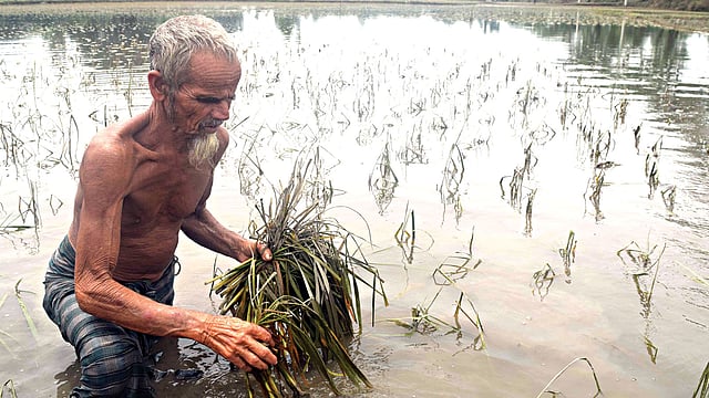রংপুরের তারাগঞ্জের জগদীশপুর গ্রামের রুস্তম আলী বন্যার পানিতে পচে যাওয়া আমন ধানের চারা তুলে দেখছেন। ছবিটি গতকাল ভেড়ভেড়ির মাঠ থেকে তোলা l প্রথম আলো