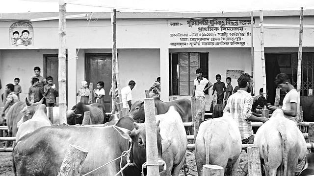 বিদ্যালয়ের মাঠে গরুর হাট বসানোর ব্যাপারে নিষেধাজ্ঞা জারি করে উপজেলা প্রশাসন। এরপরও পিরোজপুরের নোরাবাদ উপজেলার সুটিয়াকাঠী ইউনিয়ন মাধ্যমিক বিদ্যালয় মাঠে গত শনিবার থেকে গরুর হাট বসিয়েছে বিদ্যালয় কর্তৃপক্ষ। ছবিটি গতকাল তালা l প্রথম আলো