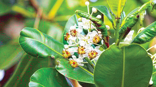 সুলতান চাঁপা ফুল, পিরোজপুর থেকে তোলা ছবি l লেখক