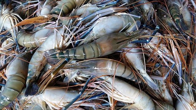 বাগেরহাটের বারাকপুর মৎস্য আড়তের গলদা চিংড়ি। সম্প্রতি তোলা ছবি। ছবি: প্রথম আলো