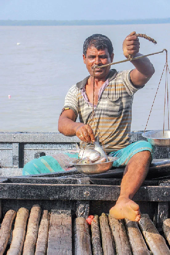 ধরা পড়া ইলিশ মাপা হচ্ছে