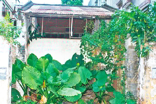 হংকংয়ের গ্রামে বাড়ির পেছনের মানকচুর ঝাড় যেন মনে করিয়ে দেয় বাংলাদেশের গ্রাম