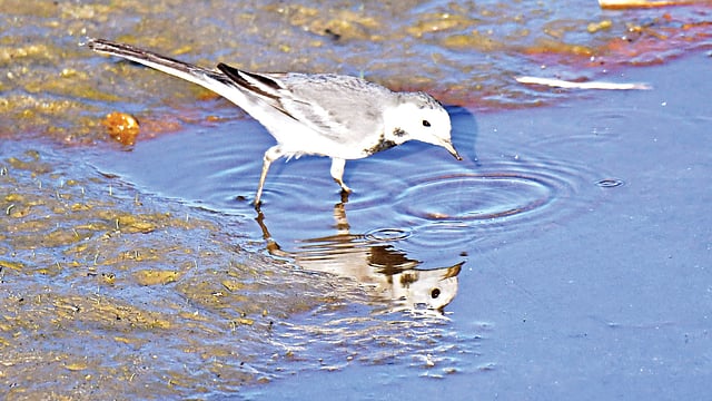 টাঙ্গন নদের পাড়ে সাদা খঞ্জন। ১১ নভেম্বর ঠাকুরগাঁওয়ের পাটিয়াডাঙ্গি থেকে l ছবি: লেখক
