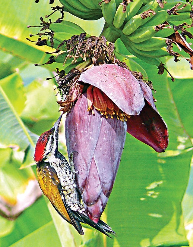 বঙ্গবন্ধু শেখ মুজিবুর রহমান কৃষি বিশ্ববিদ্যালয়ের ক্যাম্পাসে কলার মোচায় ছোট সোনালিপিঠ কাঠঠোকরা l ছবি: লেখক