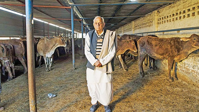 ভারতে গরুর একটি খামার