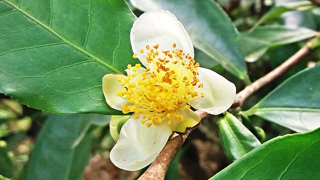 চা–ফুল। ৫ জানুয়ারি, মৌলভীবাজার l ছবি: লেখক