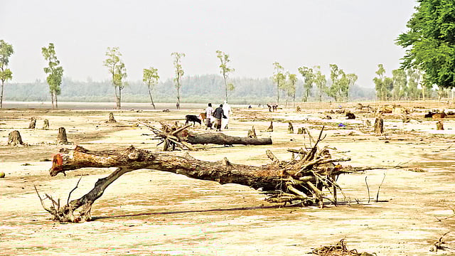 দেশের দ্বিতীয় বৃহত্তম শ্বাসমূলীয় বন টেংরাগিরির অসংখ্য গাছ মরে যাচ্ছে। সাম্প্রতিক ছবি। বরগুনার তালতলী উপজেলায়। ছবি: সাইয়ান