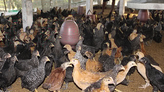 বাংলাদেশ কৃষি বিশ্ববিদ্যালয়ে উদ্ভাবিত বাউ-ব্রো রঙিন মুরগি। ছবি: শাহীদুজ্জামান সাগর