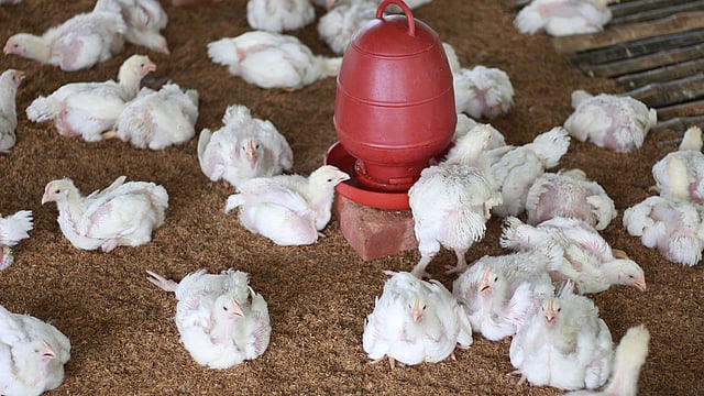 বাংলাদেশ কৃষি বিশ্ববিদ্যালয়ে উদ্ভাবিত বাউ-ব্রো সাদা মুরগি। ছবি: শাহীদুজ্জামান সাগর