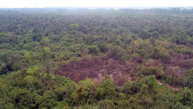 সুন্দরবন। ফাইল ছবি