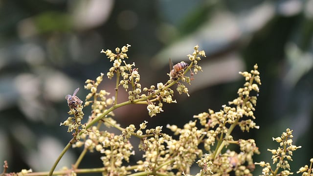 আমের মুকুল থেকে সংগ্রহ করা প্রতি মণ মধুর দাম ৮ থেকে ৯ হাজার টাকা। আওতাপাড়া গ্রাম, ঈশ্বরদী, পাবনা।