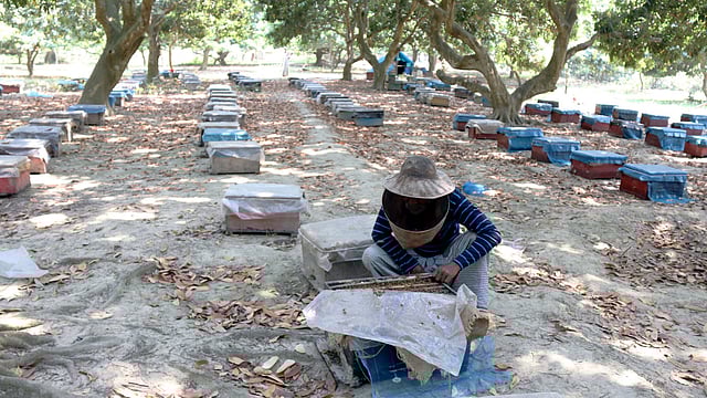 বাগানে বাক্স থেকে মধু সংগ্রহ করছেন একজন। আওতাপাড়া গ্রাম, ঈশ্বরদী, পাবনা।