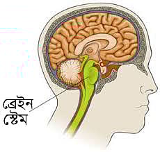 টিউব আকৃতির মস্তিষ্কের নিচের অংশ হলো ব্রেইন স্টেম, যা শ্বাস-প্রশ্বাসসহ শরীরের গুরুত্বপূর্ণ ক্রিয়াকলাপ নিয়ন্ত্রণ করে।